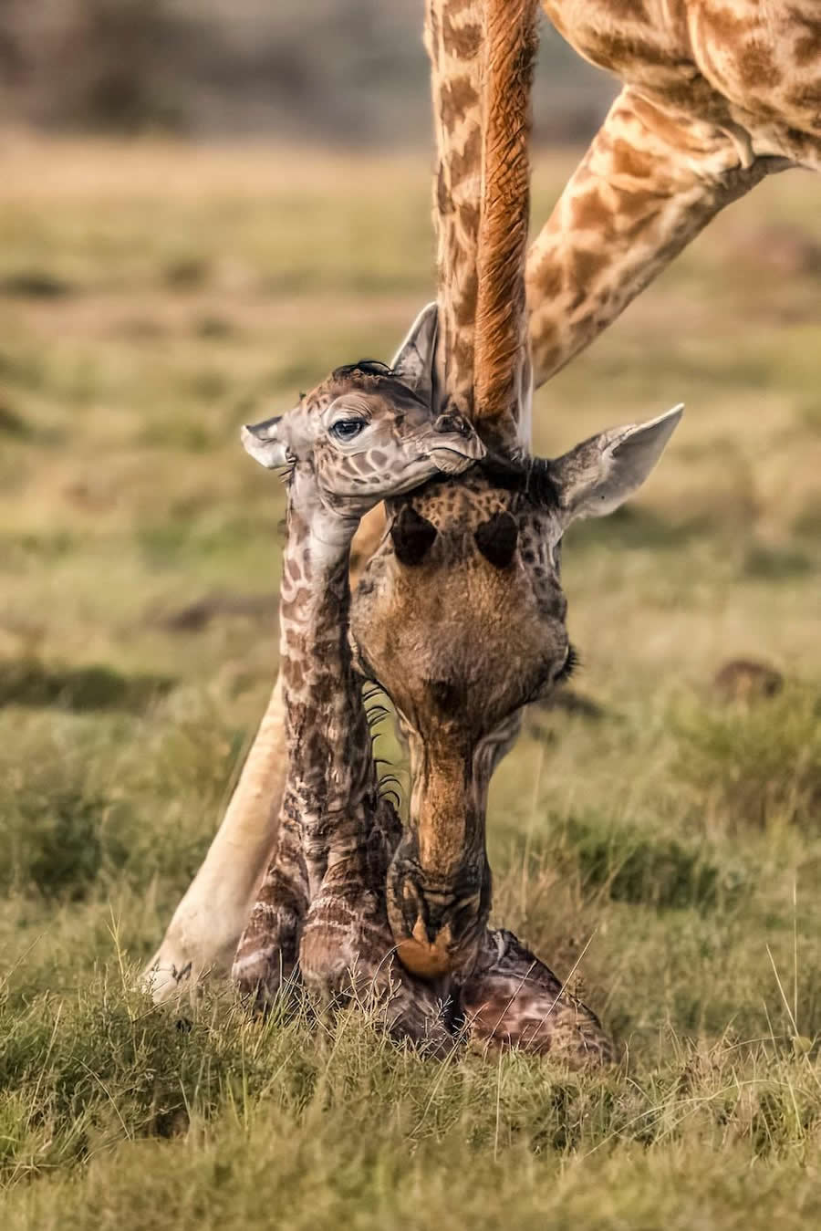 "A Tender Moment - Newborn Giraffe" by Eric Albright, USA, Masai giraffe - Remembering Wildlife Giraffes Competition Winners