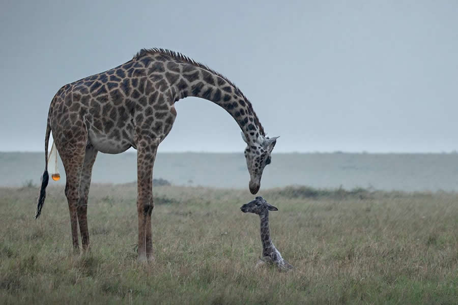 "Storm - A new life is born" by Terri Innes, UK, Masai giraffe - Remembering Wildlife Giraffes Competition Winners