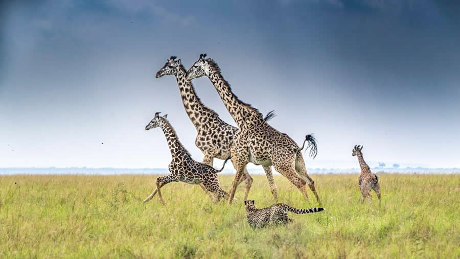 "Giants on the move" by Ivan Glaser, Australia, Masai giraffe - Remembering Wildlife Giraffes Competition Winners
