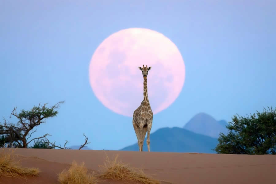 "Giraffe & Moon" by Kyle Goetsch, South Africa, South African giraffe - Remembering Wildlife Giraffes Competition Winners