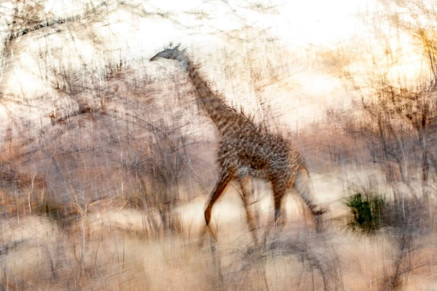 "A Giraffe Impression" by Paul Joynson-Hicks, UK, Masai giraffe - Remembering Wildlife Giraffes Competition Winners