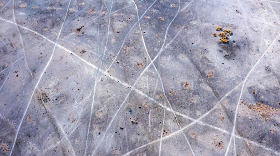 "Tiptoeing on Nature's Canvas" by Philip J. Briggs, Kenya, Masai giraffe - Remembering Wildlife Giraffes Competition Winners