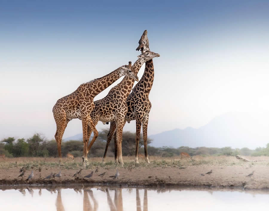 "The Language of Touch" by Mark Fernley, UK, Masai giraffe - Remembering Wildlife Giraffes Competition Winners
