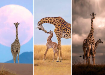 Remembering Wildlife Giraffes Competition Winners