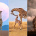 Remembering Wildlife Giraffes Competition Winners