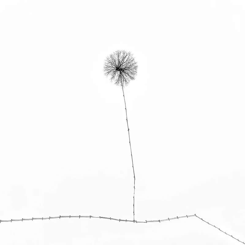 "Dandelion" by Yevhen - SkyPixel Aerial Photography Contest Winners