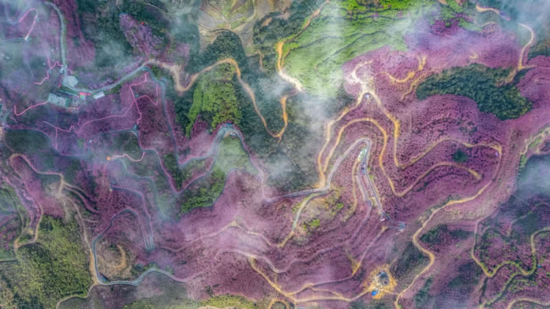 "Flower Carpet" by C&mdash;Li - SkyPixel Aerial Photography Contest Winners