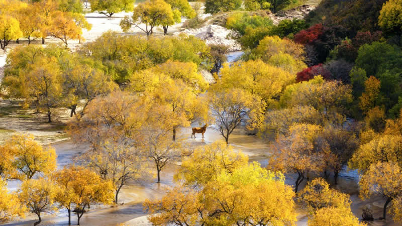 "Kaneko Akikawa Makikageki" by Ten Bo - SkyPixel Aerial Photography Contest Winners