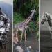 Winners of the 2026 Sony World Photography Awards