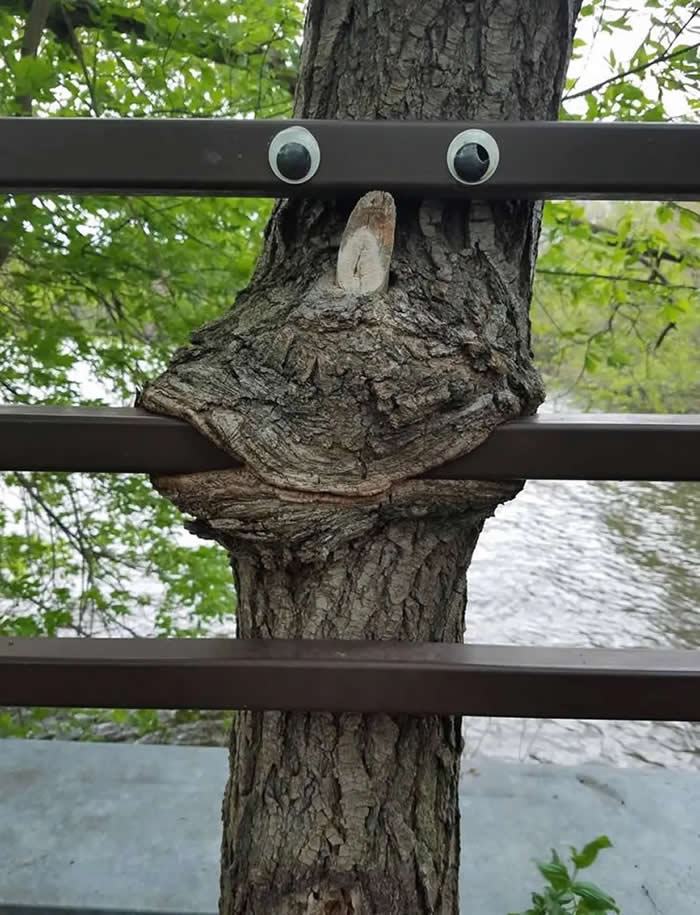 Googly Eye Tree in Sliven, Bulgaria - Street Art Photos Merge with Nature