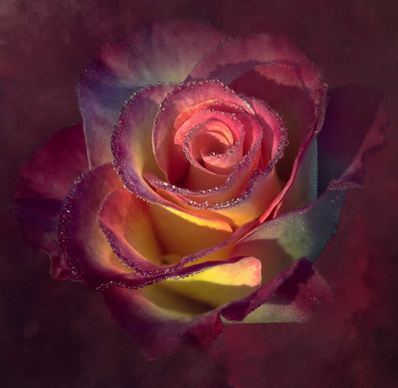 The Beauty of Plants: 24 Award-Winning Photos from the Garden Photographer of the Year 28 Garden Photographer of the Year The Beauty of Plants Winners