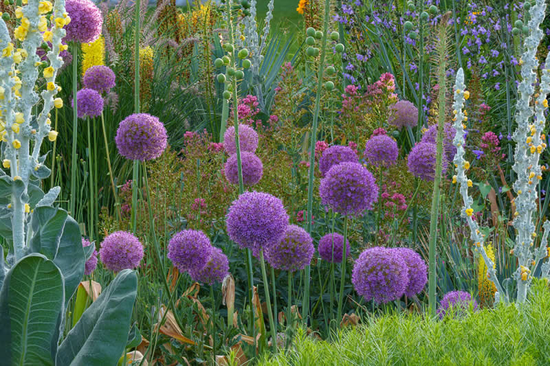 The Beauty of Plants: 24 Award-Winning Photos from the Garden Photographer of the Year 29 Garden Photographer of the Year The Beauty of Plants Winners
