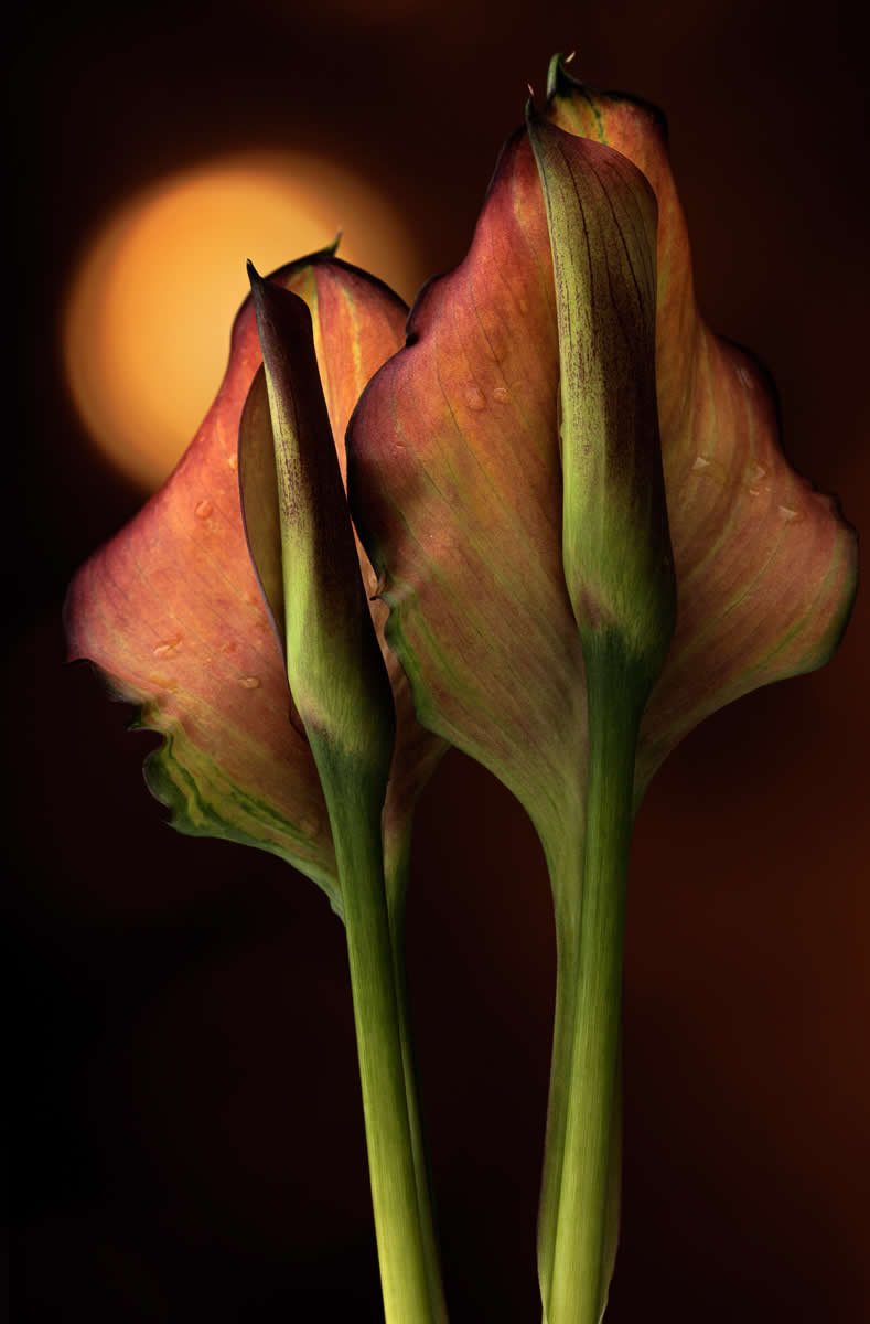 The Beauty of Plants: 24 Award-Winning Photos from the Garden Photographer of the Year 30 Garden Photographer of the Year The Beauty of Plants Winners