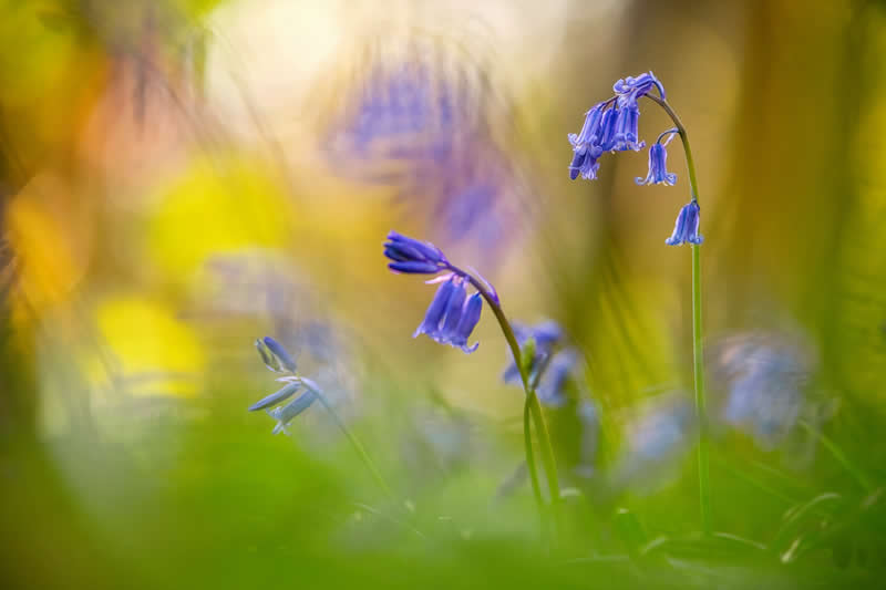 The Beauty of Plants: 24 Award-Winning Photos from the Garden Photographer of the Year 31 Garden Photographer of the Year The Beauty of Plants Winners