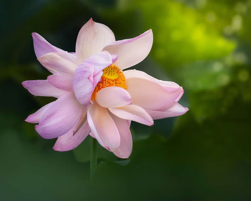 The Beauty of Plants: 24 Award-Winning Photos from the Garden Photographer of the Year 33 Garden Photographer of the Year The Beauty of Plants Winners