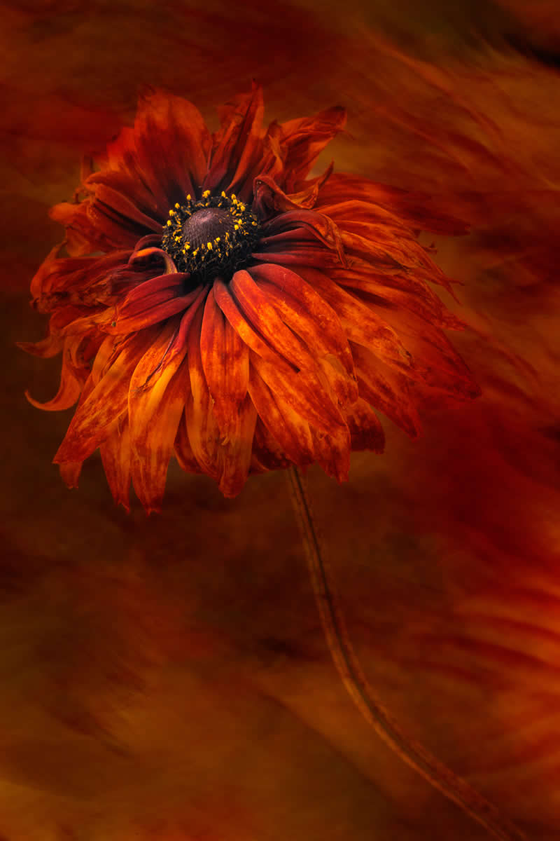 The Beauty of Plants: 24 Award-Winning Photos from the Garden Photographer of the Year 34 Garden Photographer of the Year The Beauty of Plants Winners