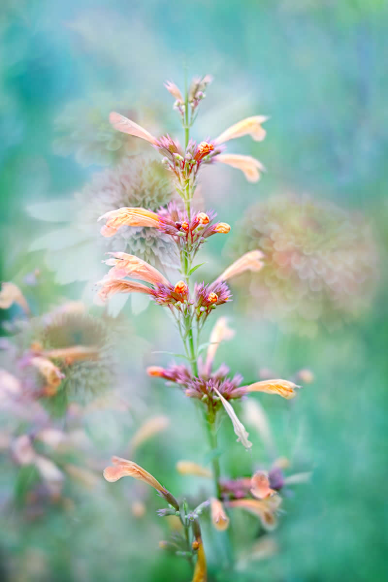 The Beauty of Plants: 24 Award-Winning Photos from the Garden Photographer of the Year 35 Garden Photographer of the Year The Beauty of Plants Winners