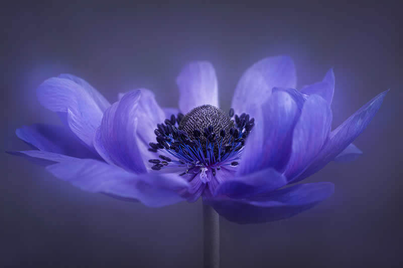 The Beauty of Plants: 24 Award-Winning Photos from the Garden Photographer of the Year 36 Garden Photographer of the Year The Beauty of Plants Winners
