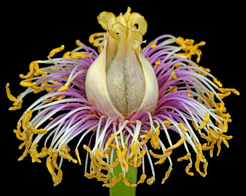 The Beauty of Plants: 24 Award-Winning Photos from the Garden Photographer of the Year 37 Garden Photographer of the Year The Beauty of Plants Winners