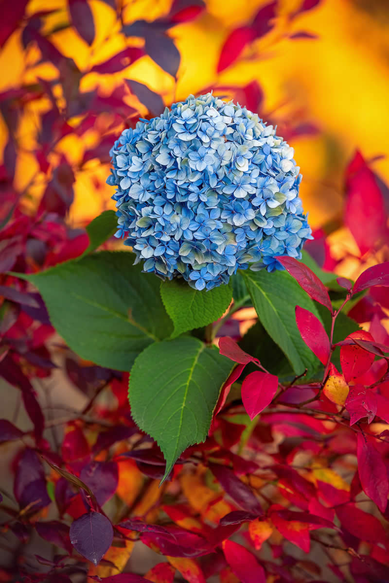 The Beauty of Plants: 24 Award-Winning Photos from the Garden Photographer of the Year 38 Garden Photographer of the Year The Beauty of Plants Winners