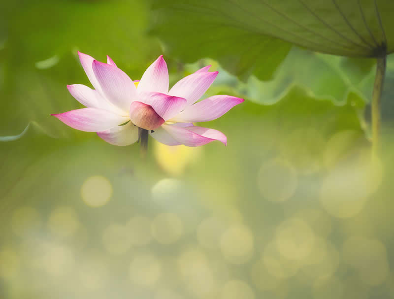 The Beauty of Plants: 24 Award-Winning Photos from the Garden Photographer of the Year 39 Garden Photographer of the Year The Beauty of Plants Winners