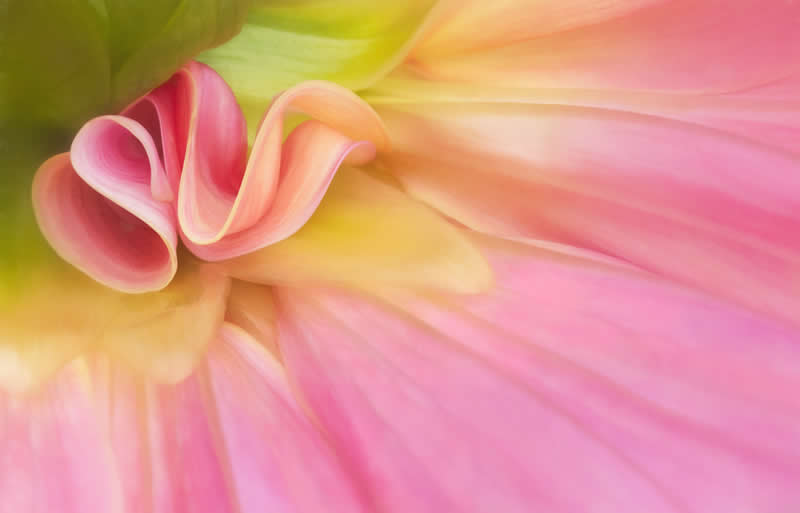 The Beauty of Plants: 24 Award-Winning Photos from the Garden Photographer of the Year 40 Garden Photographer of the Year The Beauty of Plants Winners