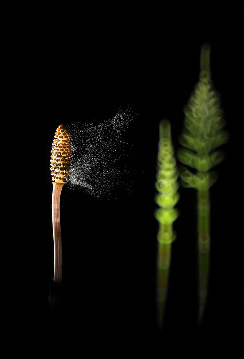 The Beauty of Plants: 24 Award-Winning Photos from the Garden Photographer of the Year 41 Garden Photographer of the Year The Beauty of Plants Winners