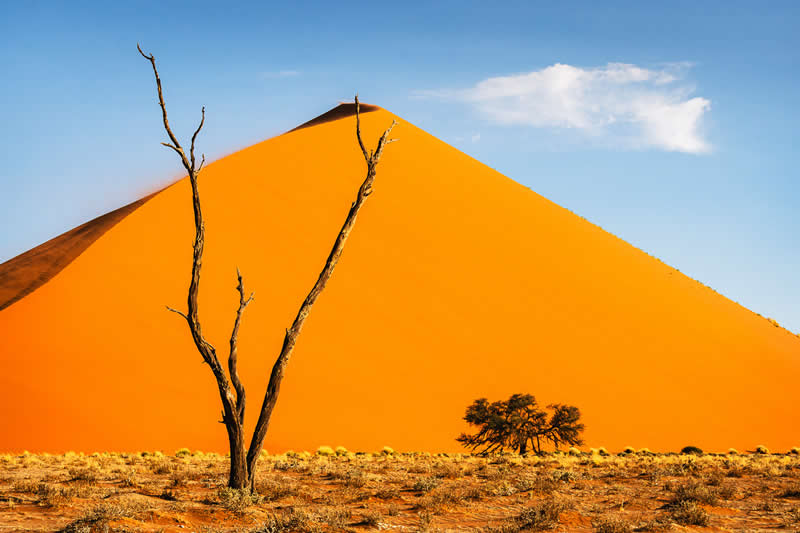 The Beauty of Plants: 24 Award-Winning Photos from the Garden Photographer of the Year 43 Garden Photographer of the Year The Beauty of Plants Winners