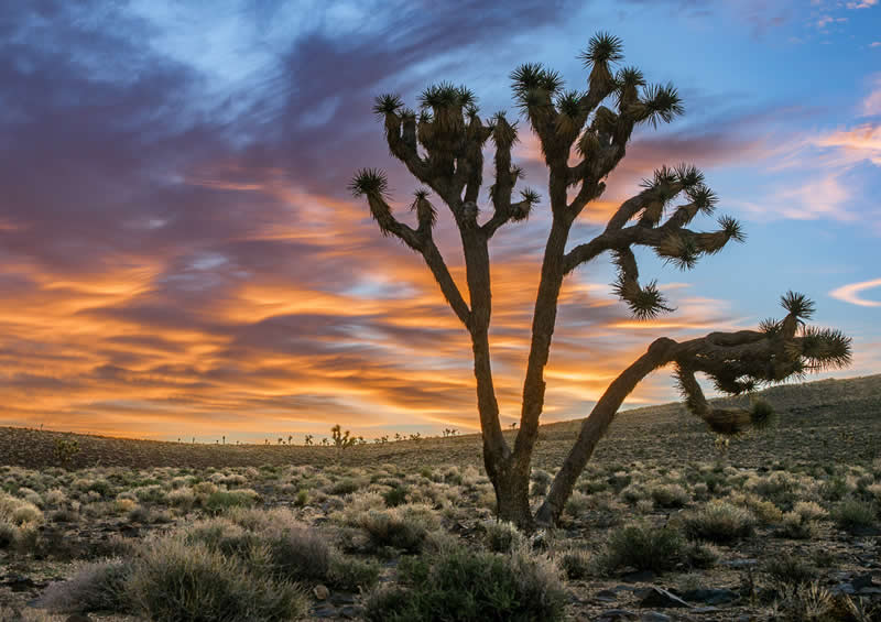 The Beauty of Plants: 24 Award-Winning Photos from the Garden Photographer of the Year 44 Garden Photographer of the Year The Beauty of Plants Winners