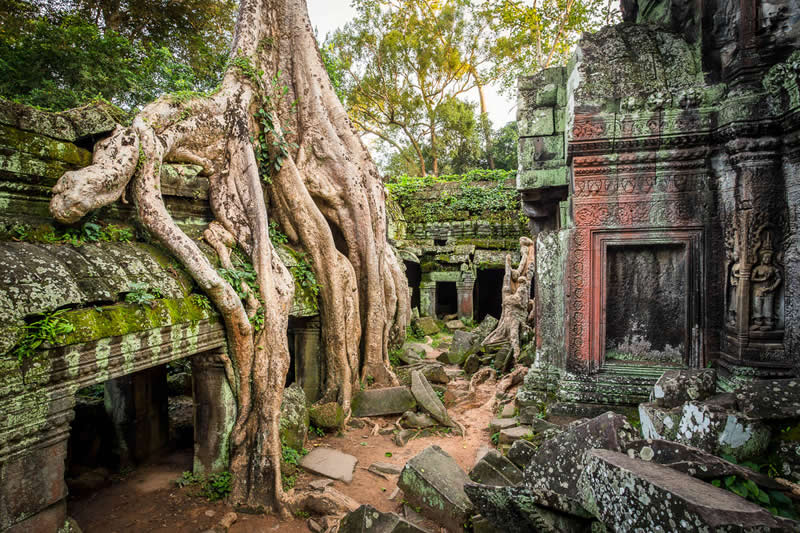 The Beauty of Plants: 24 Award-Winning Photos from the Garden Photographer of the Year 47 Garden Photographer of the Year The Beauty of Plants Winners
