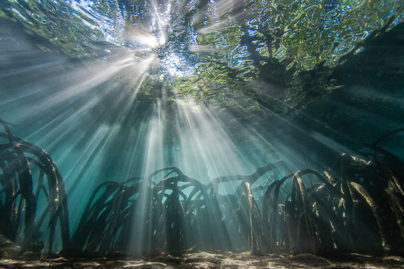 The Beauty of Plants: 24 Award-Winning Photos from the Garden Photographer of the Year 49 Garden Photographer of the Year The Beauty of Plants Winners
