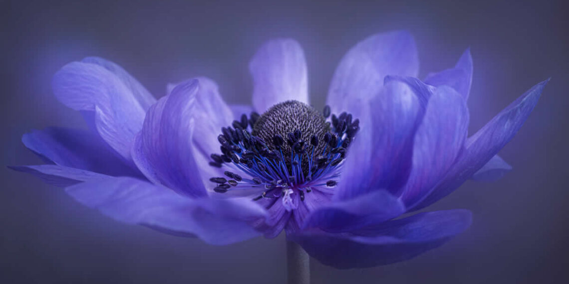 The Beauty of Plants: 24 Award-Winning Photos from the Garden Photographer of the Year 25 The Beauty of Plants: 24 Award-Winning Photos from the Garden Photographer of the Year