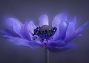 The Beauty of Plants: 24 Award-Winning Photos from the Garden Photographer of the Year