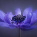 The Beauty of Plants: 24 Award-Winning Photos from the Garden Photographer of the Year