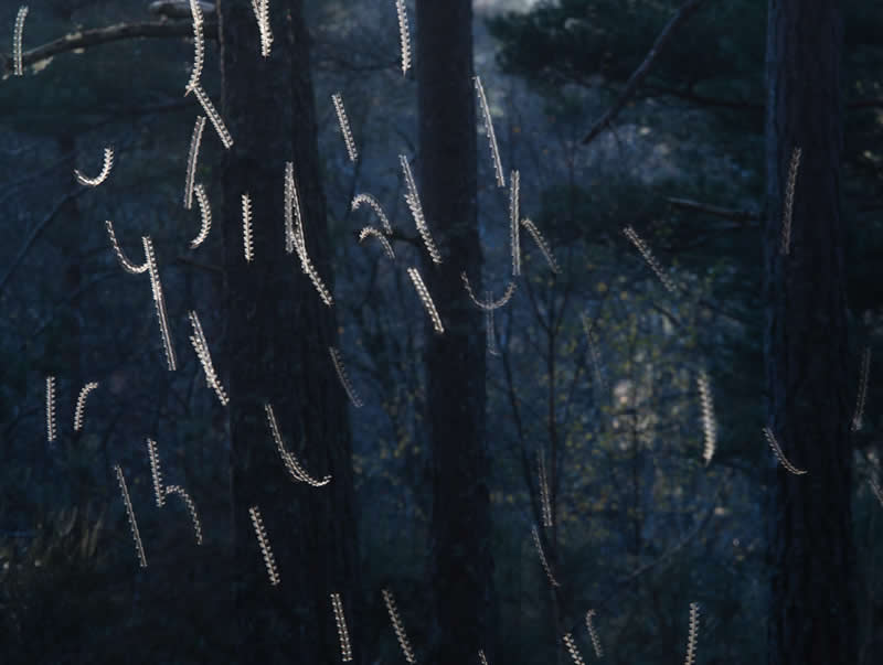 Scottish Nature Photographer of the Year: "Dance of the Gnats" by Toby Houlton - The Scottish Nature Photography Awards