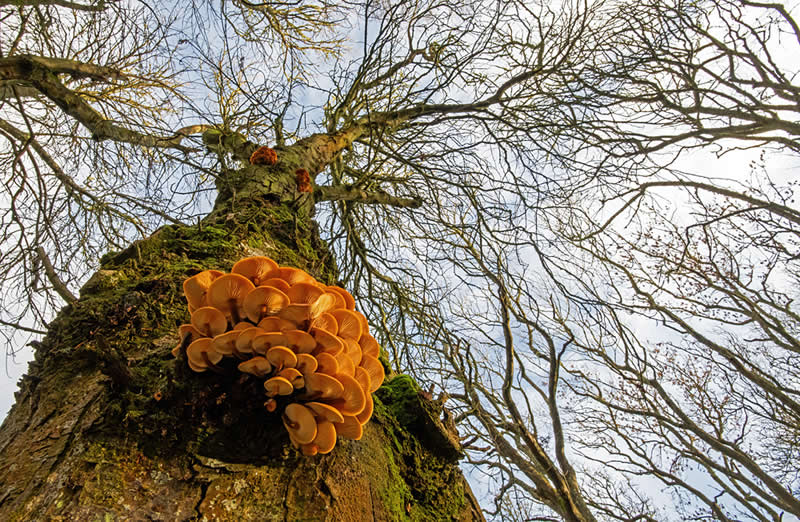 Scottish Botanical - 1st Place: "Velvet Shanks" by Ken Crossan - The Scottish Nature Photography Awards