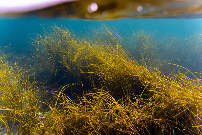 Scottish Botanical - 2nd Place: "Tropical Scotland" by Connor Hughes - The Scottish Nature Photography Awards