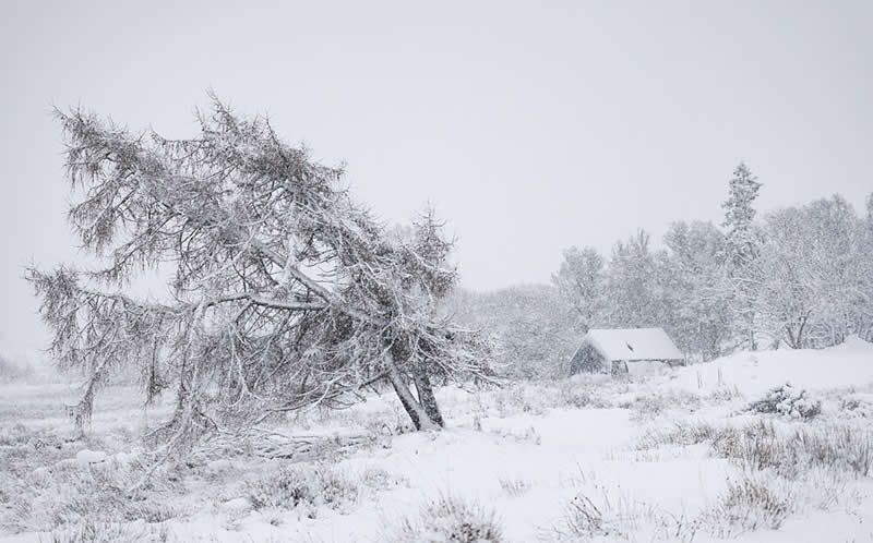 Scottish Botanical - 3rd Place: "Prevailing" by Claire Carter - The Scottish Nature Photography Awards