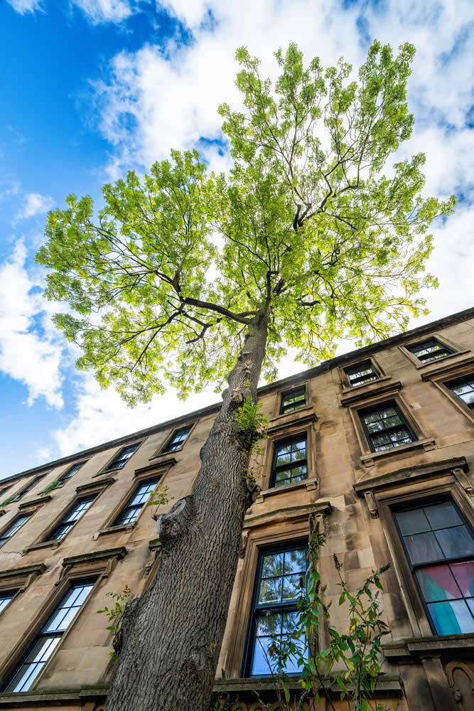 Scottish Landscape Urban Greenspace - 2nd Place: "UK's Best Tree. Glasgow" by Libby Penman - The Scottish Nature Photography Awards