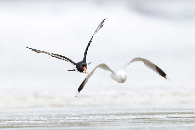Scottish Wildlife Behaviour - 2nd Place: "The Chase" by Edd Cottell  - The Scottish Nature Photography Awards
