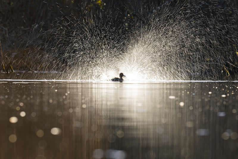Scottish Wildlife Behaviour - 3rd Place: "Champagne Bath" by Stephen Rodger - The Scottish Nature Photography Awards