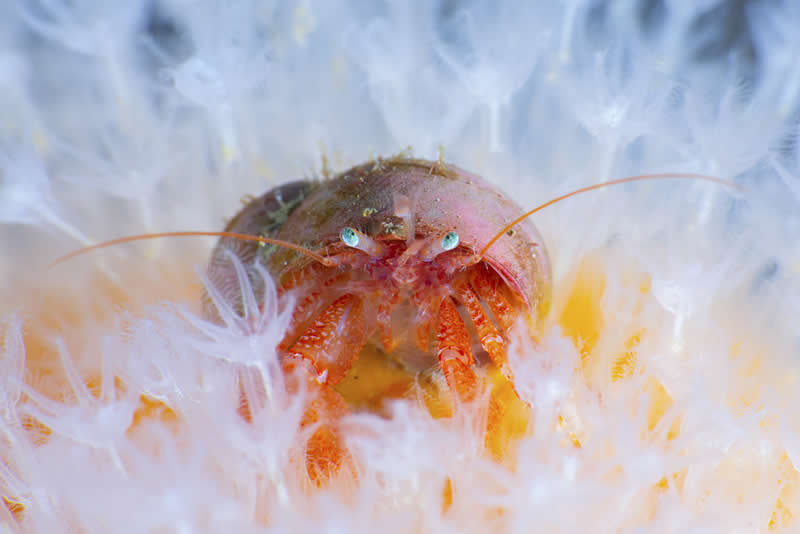 Scottish Wildlife Portrait - 1st Place: "Hermit Crab Portrait" by Malcolm Nimmo - The Scottish Nature Photography Awards