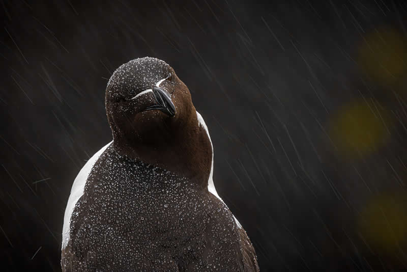 Scottish Wildlife Portrait - 2nd Place: "Razorbill in the Rain" by Steve Adam - The Scottish Nature Photography Awards