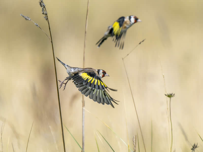 Scottish Wildlife Portrait - 3rd Place: "Goldfinches taking Flight" by Caroline Erolin - The Scottish Nature Photography Awards