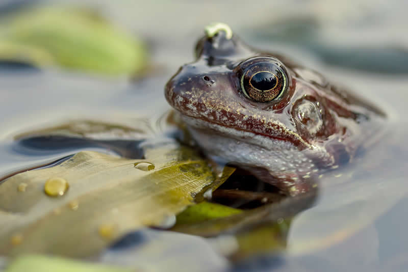 Junior Scottish Nature Photographer - 3rd Place: "Forest Reflections in the Blink of an Eye" by Eilidh Shannon (Age 14) - The Scottish Nature Photography Awards