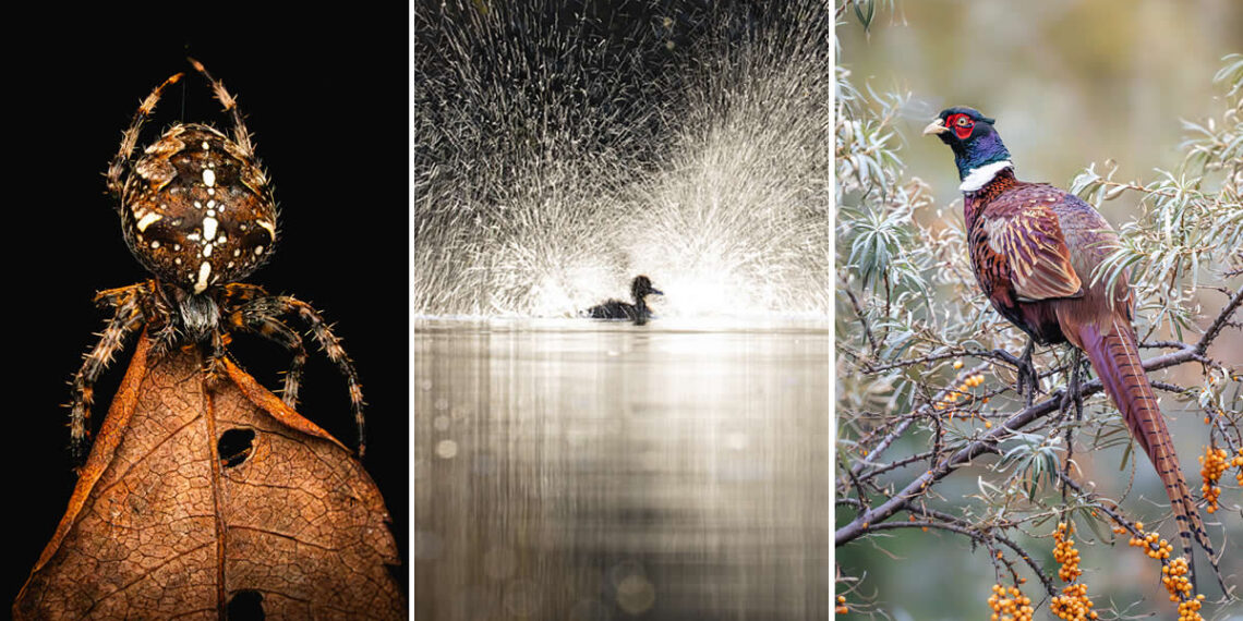 The Scottish Nature Photography Awards
