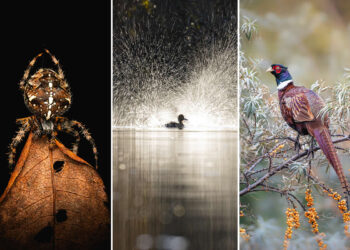 The Scottish Nature Photography Awards