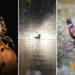 The Scottish Nature Photography Awards