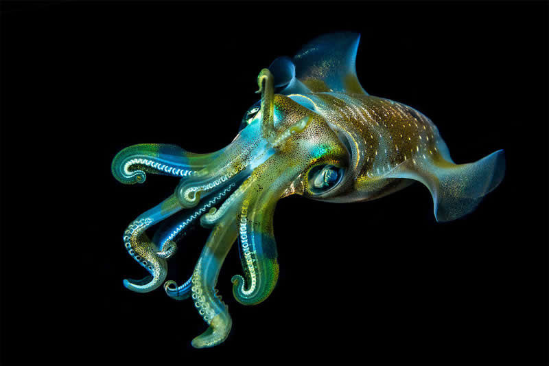 Mesmerizing Ocean Moments by Tobias Friedrich