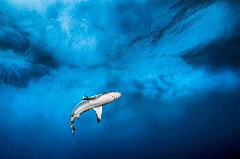 Mesmerizing Ocean Moments by Tobias Friedrich